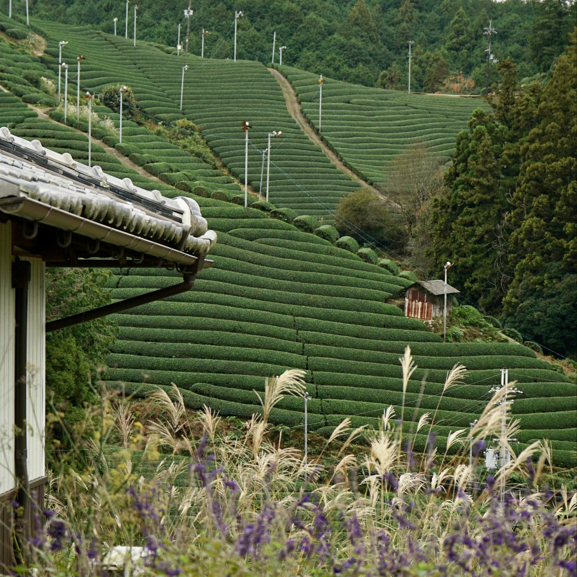 Campos de te matcha en Uji Japon donde se cultiva y procesa el matcha organico de KOKORO LIFE MATCHA