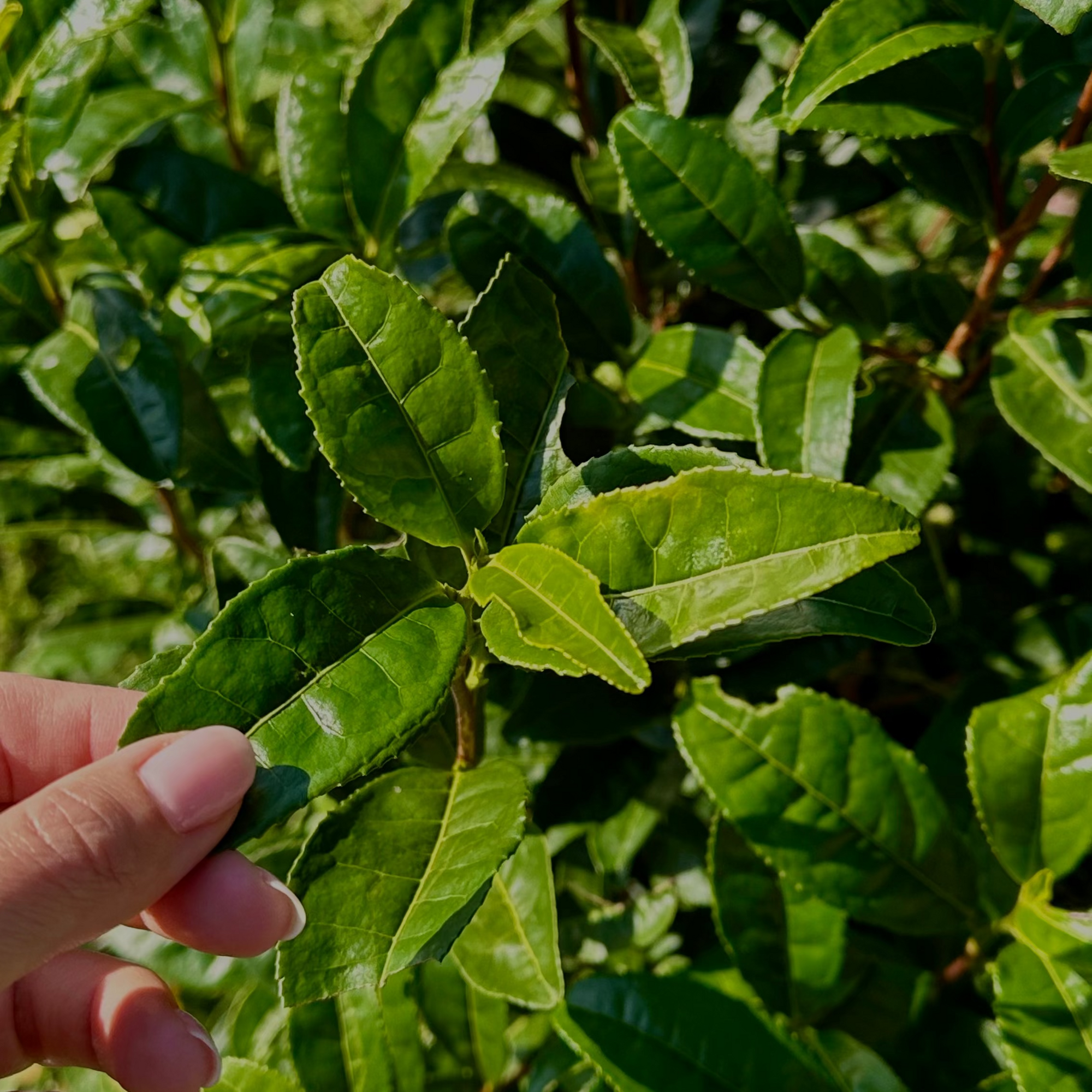 KOKORO LIFE MATCHA, HOJAS DE UJI MATCHA EN KYOTO JAPON