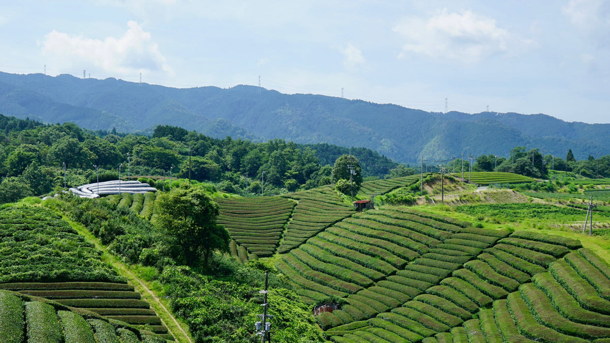 Matcha tea fields in Kyoto, Japan. Premium Ceremonial Japanese Matcha available in Mexico and the United States. 