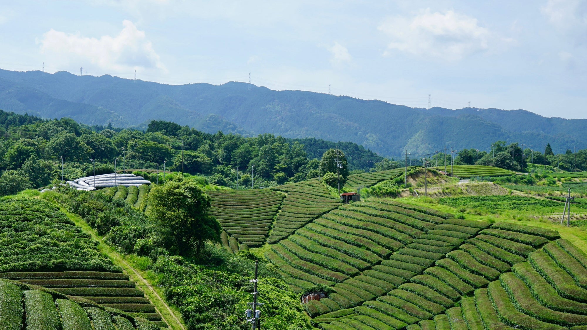 Matcha tea fields in Kyoto, Japan. Premium Ceremonial Japanese Matcha available in Mexico and the United States. 