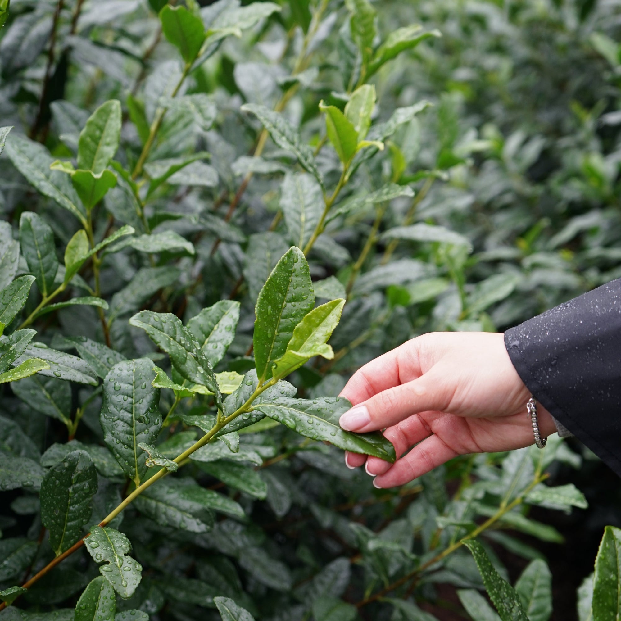 Fresh Matcha tea leaves from Uji, Kyoto. Tea fields in Japan.