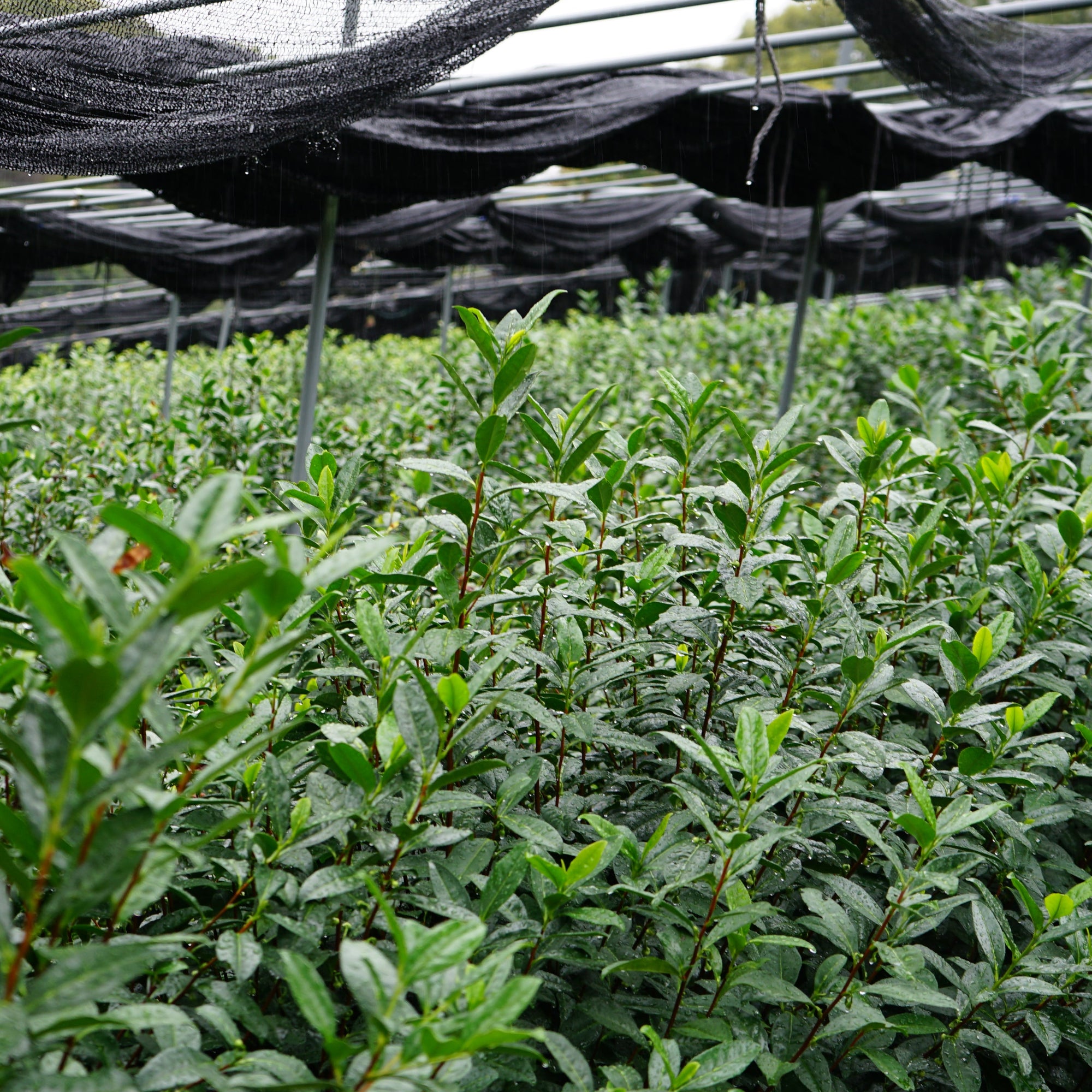 Japanese Matcha Tea fields in Uji, Kyoto. Tsujisan Uji Matcha