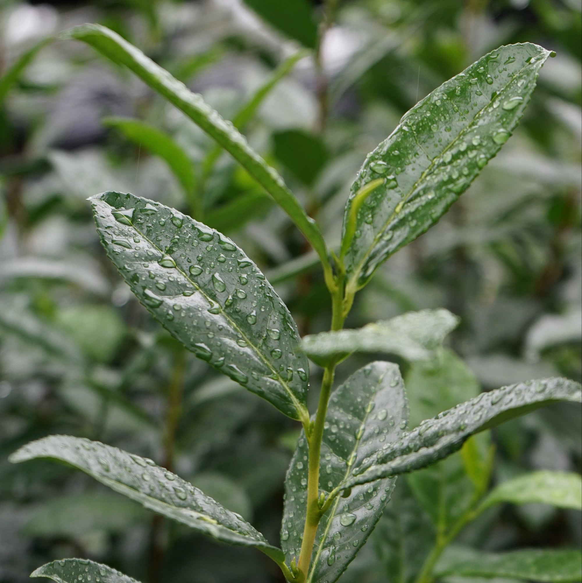 Aracha tea leaves in Uji, Kyoto in Japan before making uji macha