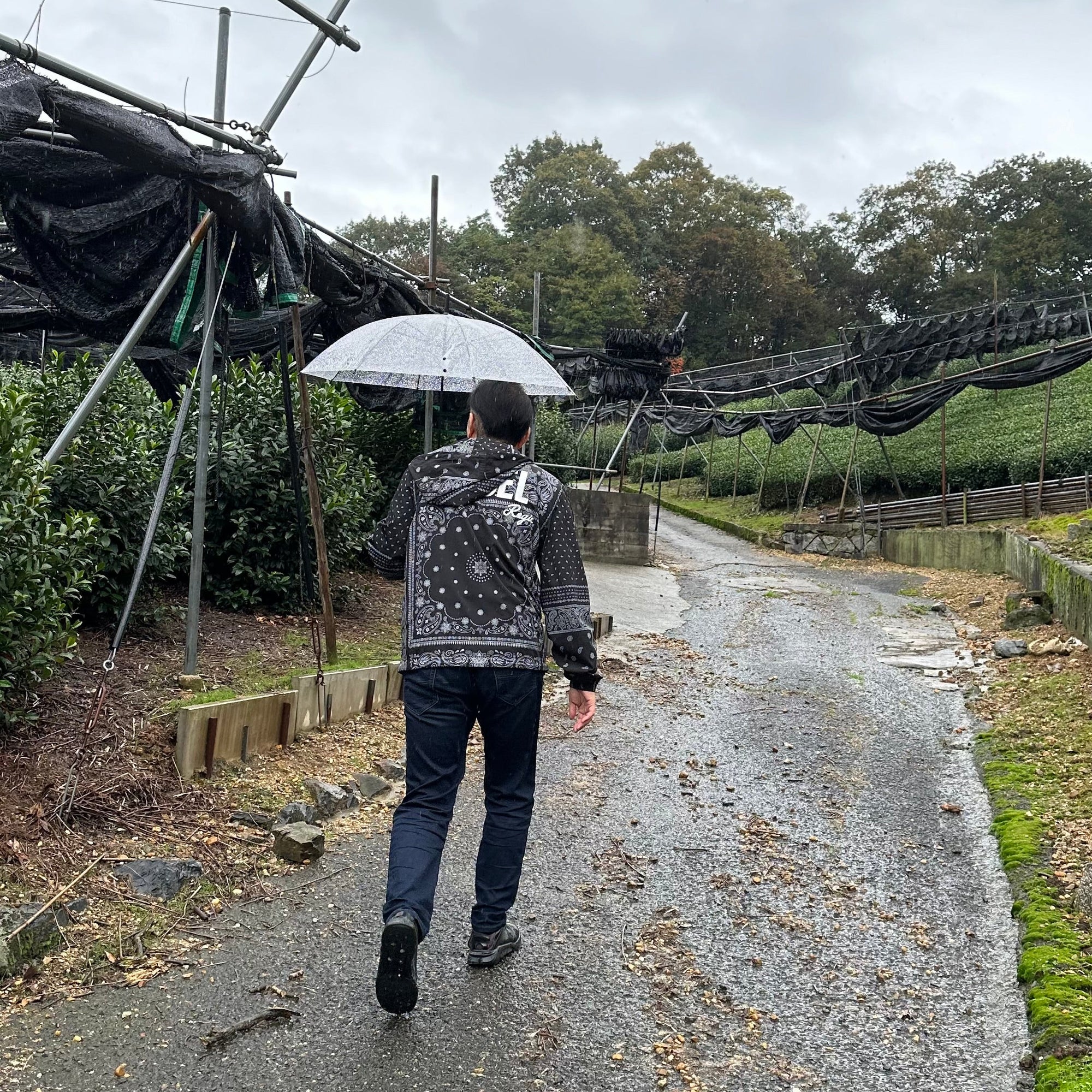 Uji tea fields in Shirakawa in kyoto prefecture for kokoro life matcha