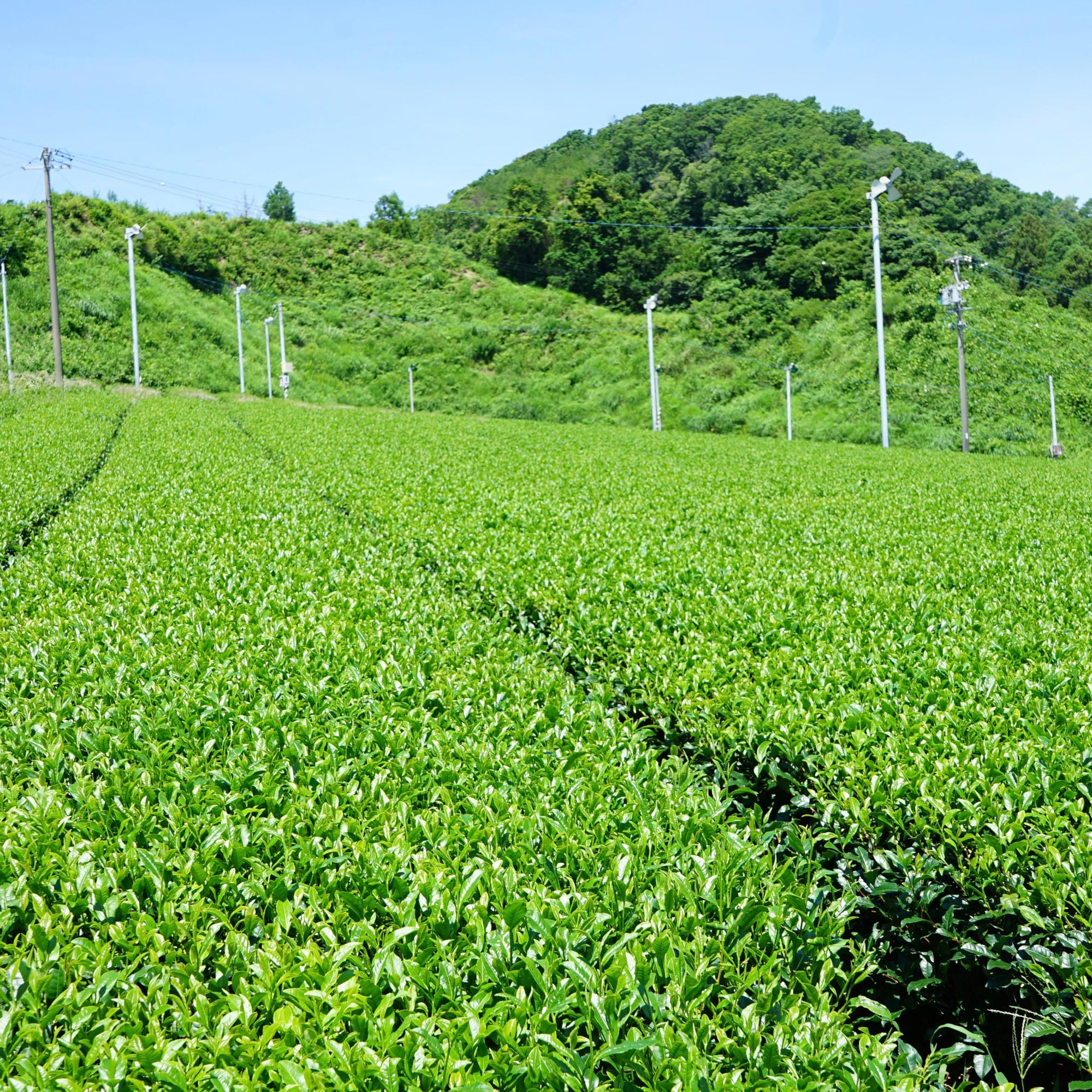 Shizuoka matcha tea fields ceremonial matcha for kokoro life matcha 