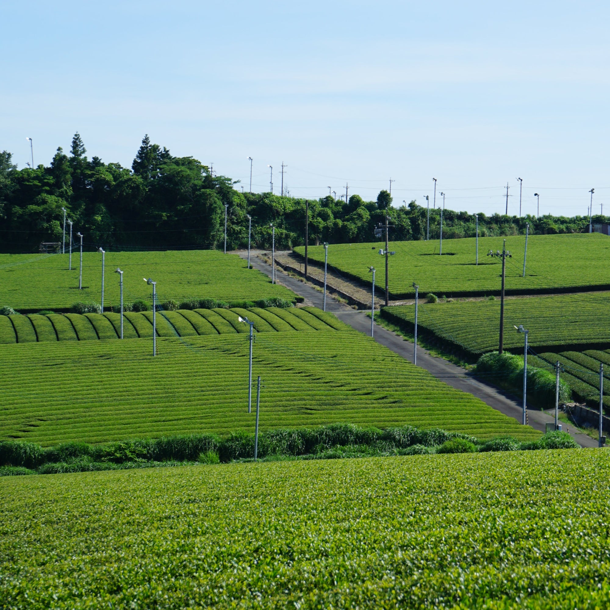 te matcha campo de te en japon, kyoto. premium ceremonial matcha in mexico.