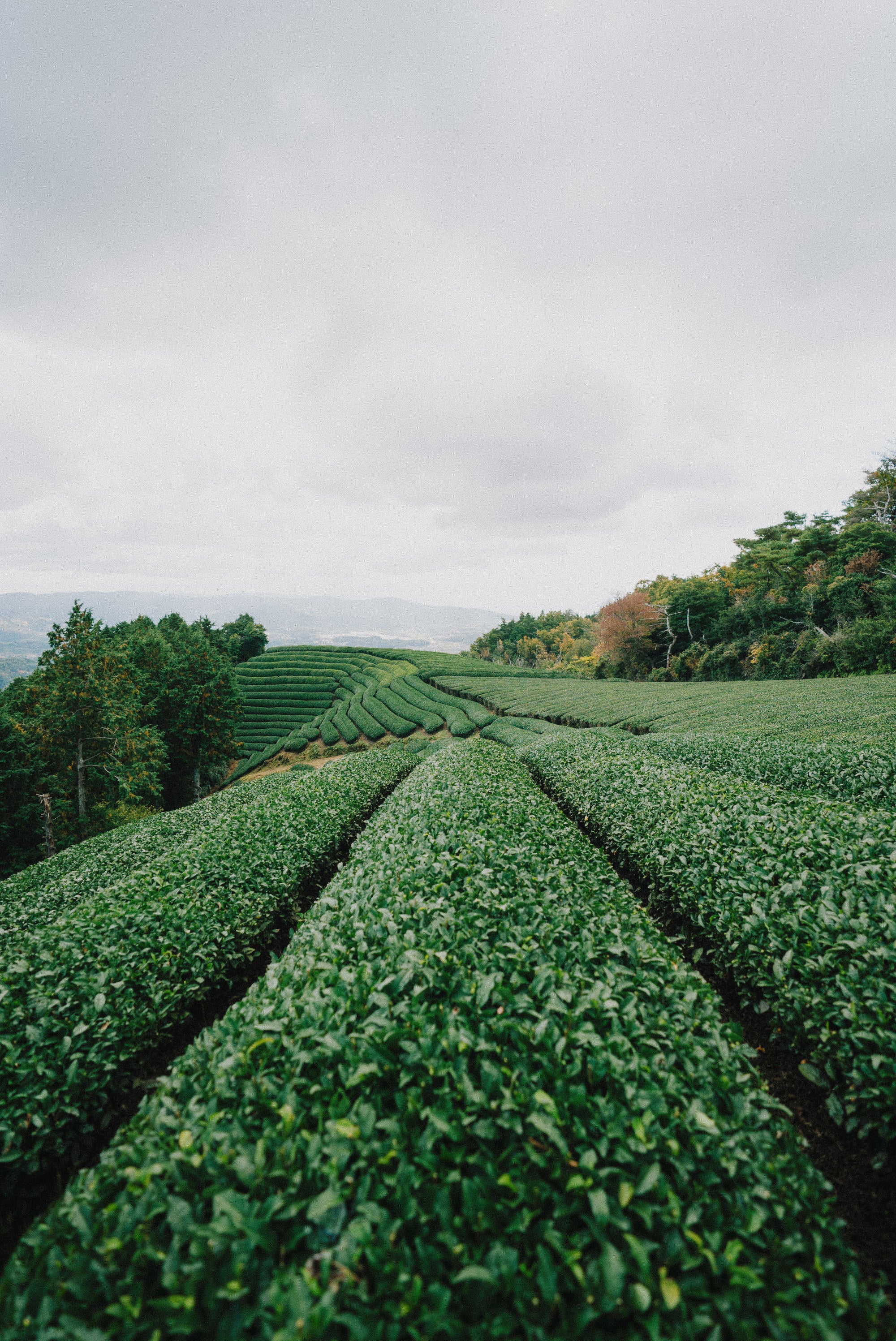 Campos de te matcha en Japon