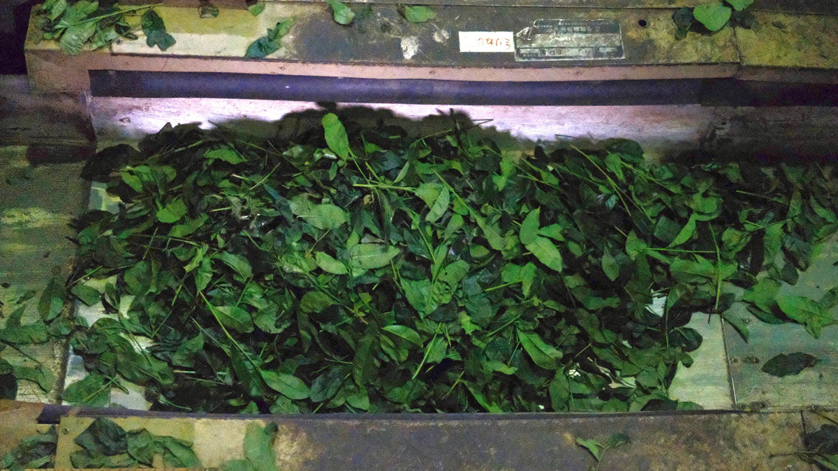 matcha tea leaves direct from factory in uji japan before being milled into KOKORO japanese matcha 