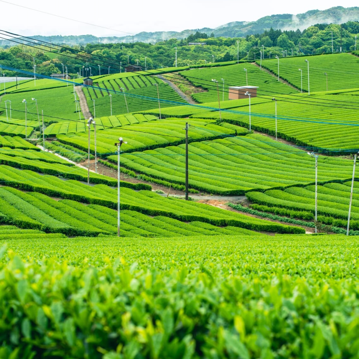 campos de te matcha en japon
