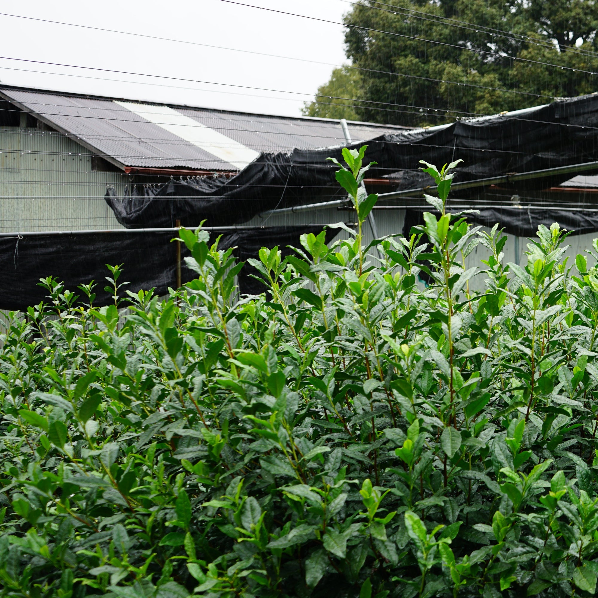 uji tea fields in kyoto for kokoro life matcha