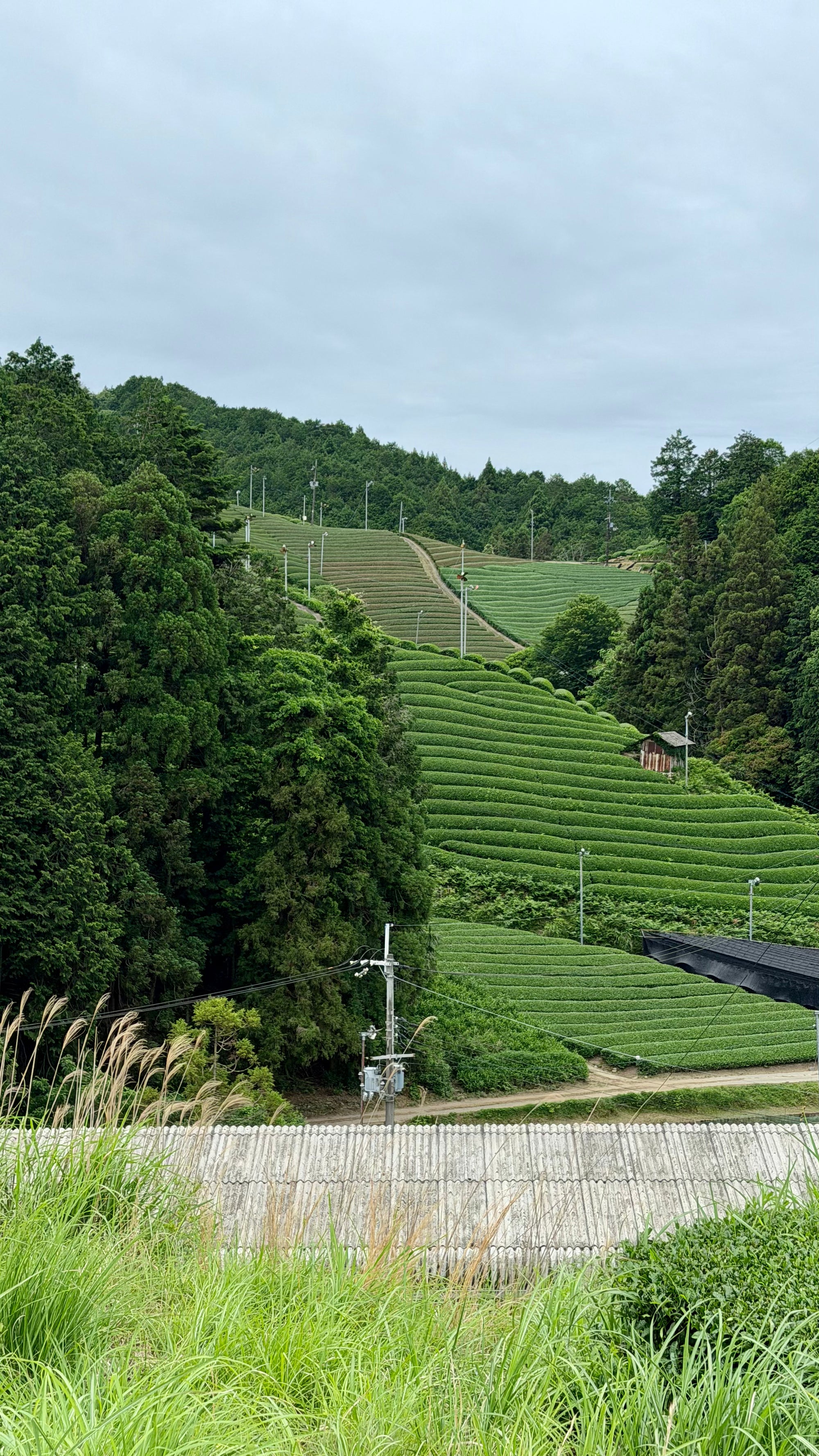 kokoro life matcha sourced from family farms in wazuka, japan.